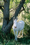 Donkey, Custer State Park