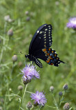 Butterfly on Knapweed