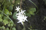 Coffee Blossoms