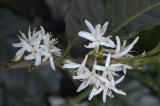 Coffee Blossoms