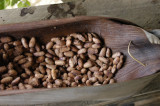 Dried Cacao beans