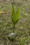Cocoanut plant
