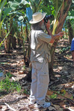 Bill Mondjack in banana plantation