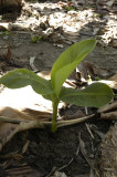 Young banana plant