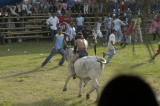 Bull fight