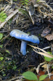 Blue mushroom