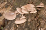 Pleurotus ostreatus (Oyster mushroom)