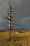 shelter tree (single exposure)
