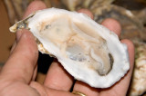 Wellfleet oyster