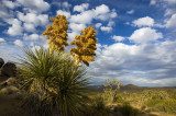 Joshua Tree National Park RE