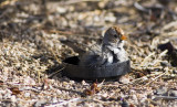 Desert bath--Joshua Tree NP--WhiteCrownedSparrow