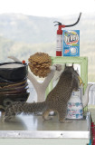 Mirror, mirror.........who's the fairest ? Calamity, of course!