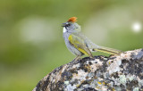 Singing & Eating Green Tailed Towhee