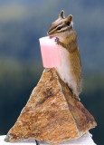 Least Chipmunk raiding a hummer feeder