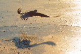Shadow on Ice