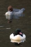 Goosander, male and female