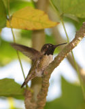 Hummer Perched 5