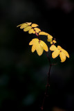 Yellow Leaves