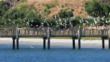 Cabrillo Beach