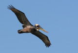 Pelican In Flight