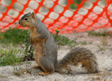 Squirrel Standing