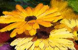 fall flowers pk.jpg