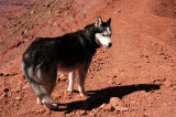 Canine climbing companion checking me out