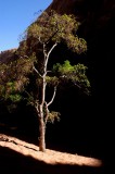 Morning Glory tree