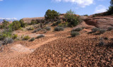 Faint diagonal animal path as hiking route through the cryptobiotic soil