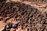 Cryptobiotic soil---some of it is 3 inches (7.5cm) tall