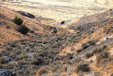 Sort of drab: mostly sagebrush and rabbitbrush in this drainage