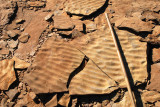 Ripples: bamboo is about four feet (1.2m) long
