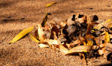 Leaves on the roof of the observation structure