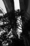 Tree under Morning Glory Natural Bridge