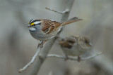 White-Throated Sparrow