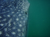 Whale Shark