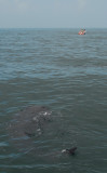  Whale Shark
