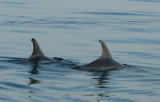  Bottlenose Dolphins