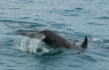   Bottlenose Dolphins