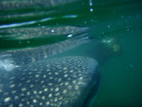   Whale Shark ( and Doc )