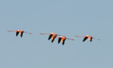 Greater  Flamingo