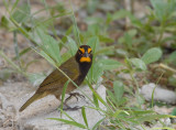 Yellow - faced Grassquit
