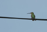  Green-breasted Mango Hummingbirds