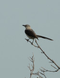 Tropical Mockingbird