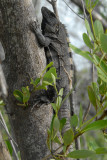  Spiny -tailed ( black ) Iguana