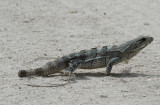  Spiny -tailed ( black ) Iguana