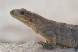  Spiny -tailed ( black ) Iguana