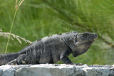 Spiny - tailed (black) Iguana