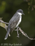 Eastern Kingbird