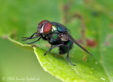 Greenbottle Blow Fly